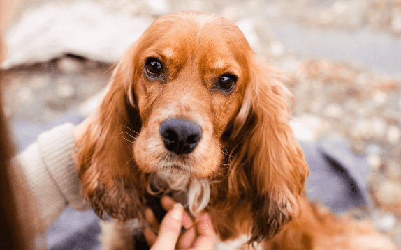 [guia de raça] - cocker-spaniel-ingles- tipo de pelagem] 