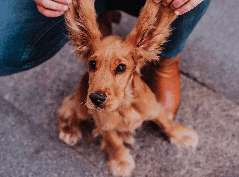 [guia de raça]- cocker-spaniel-ingles -carrossel dicas]