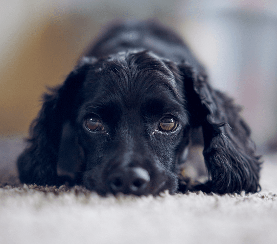[guia de raça] - cocker-spaniel-ingles- problemas de saúde] 