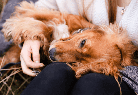 [guia de raça] - cocker-spaniel-ingles- Temperamento]