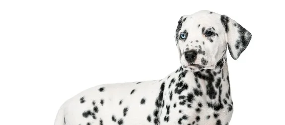 [guia de raça] - dalmata- Temperamento]