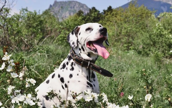 [guia de raça] - dalmata- tipo de pelagem]