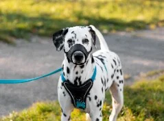 [guia de raça]- dalmata -carrossel dicas]