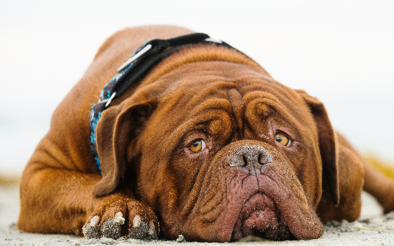 [guia de raça] - dogue-de-bordeaux- tipo de pelagem]