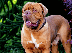[guia de raça]- dogue-de-bordeaux -carrossel dicas]