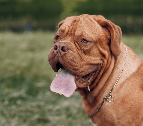 [guia de raça] - dogue-de-bordeaux- problemas de saúde] 