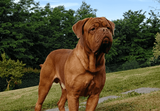 [guia de raça] - dogue-de-bordeaux- Temperamento]