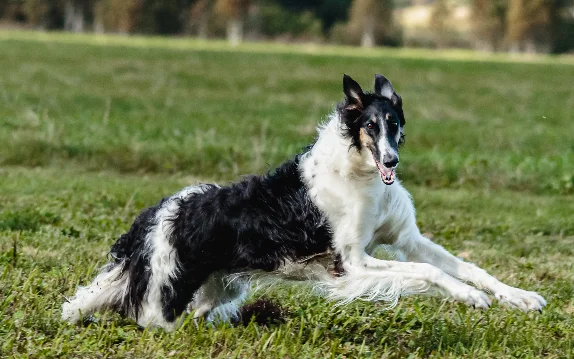[guia de raça] - borzoi- tipo de pelagem]
