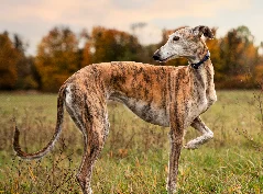 [guia de raça]- borzoi -carrossel dicas]