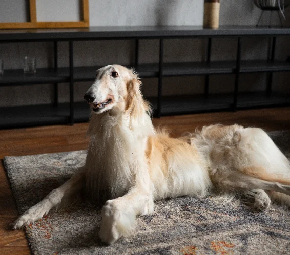 [guia de raça] - borzoi- problemas de saúde] 