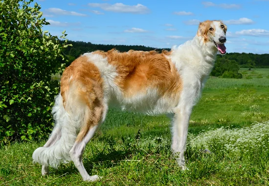 [guia de raça] - borzoi- Temperamento]