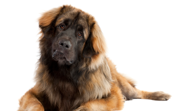 [guia de raça] - leonberger- problemas de saúde] 