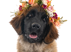 [guia de raça]- leonberger -carrossel dicas]