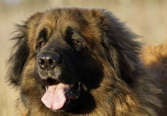 [guia de raça] - leonberger- Temperamento]