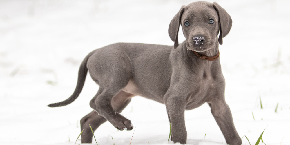 [guia de raça] - weimaraner- tipo de pelagem]