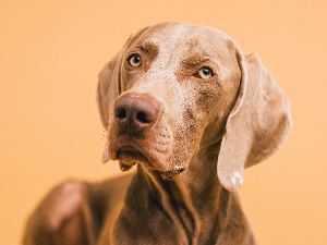 [guia de raça]- weimaraner -carrossel dicas]