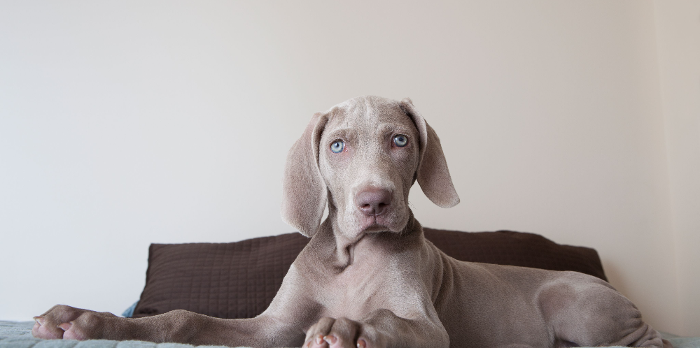 [guia de raça] - weimaraner- problemas de saúde] 