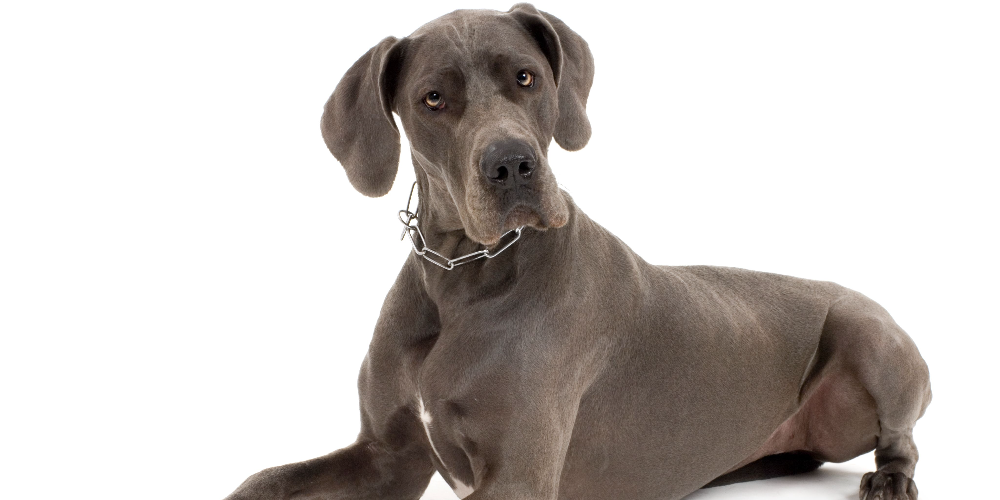 [guia de raça] - weimaraner- Temperamento]