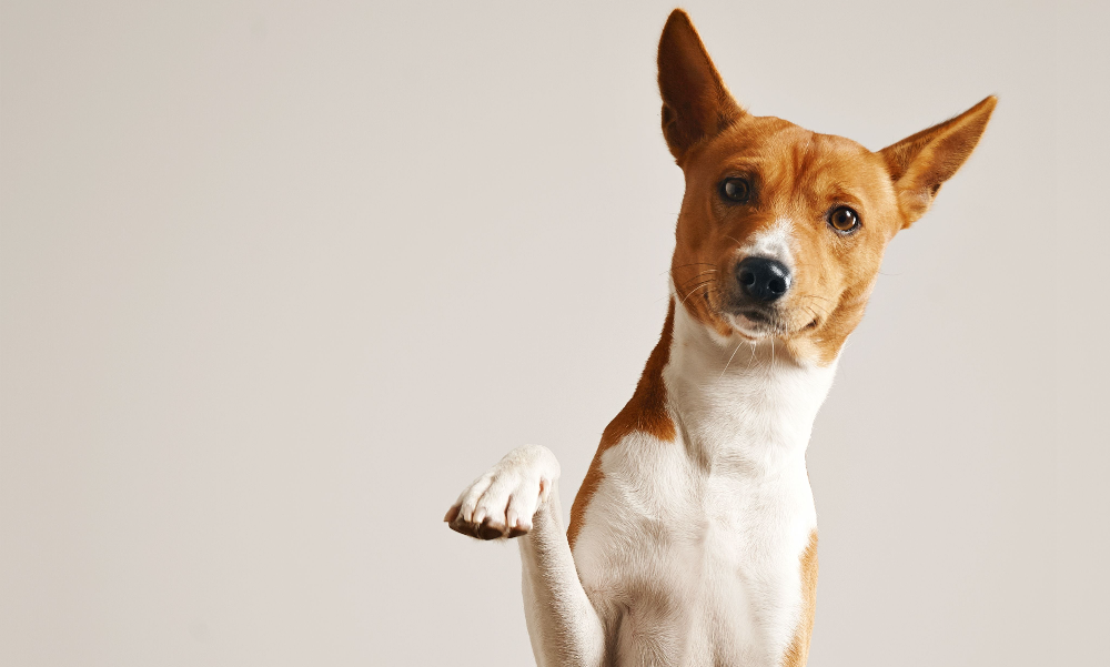 [guia de raça] - basenji- tipo de pelagem]