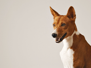 [guia de raça]- basenji -carrossel dicas]
