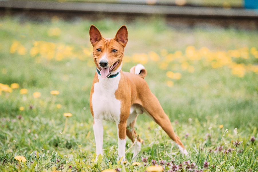 [guia de raça] - basenji- problemas de saúde] 