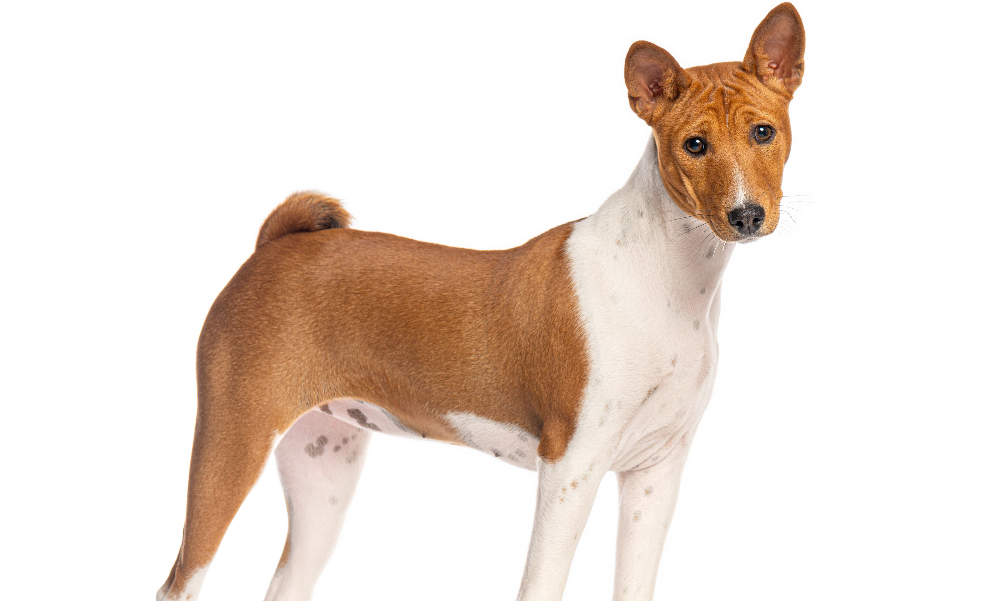[guia de raça] - basenji- Temperamento]
