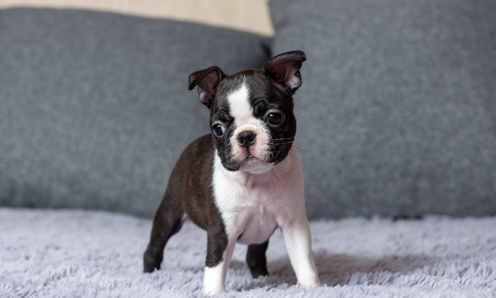 [guia de raça] - boston-terrier- tipo de pelagem]