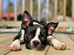 [guia de raça]- boston-terrier -carrossel dicas]