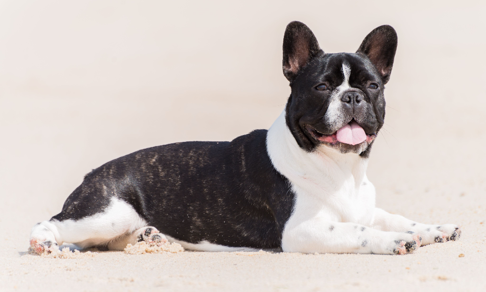 [guia de raça] - boston-terrier- problemas de saúde] 