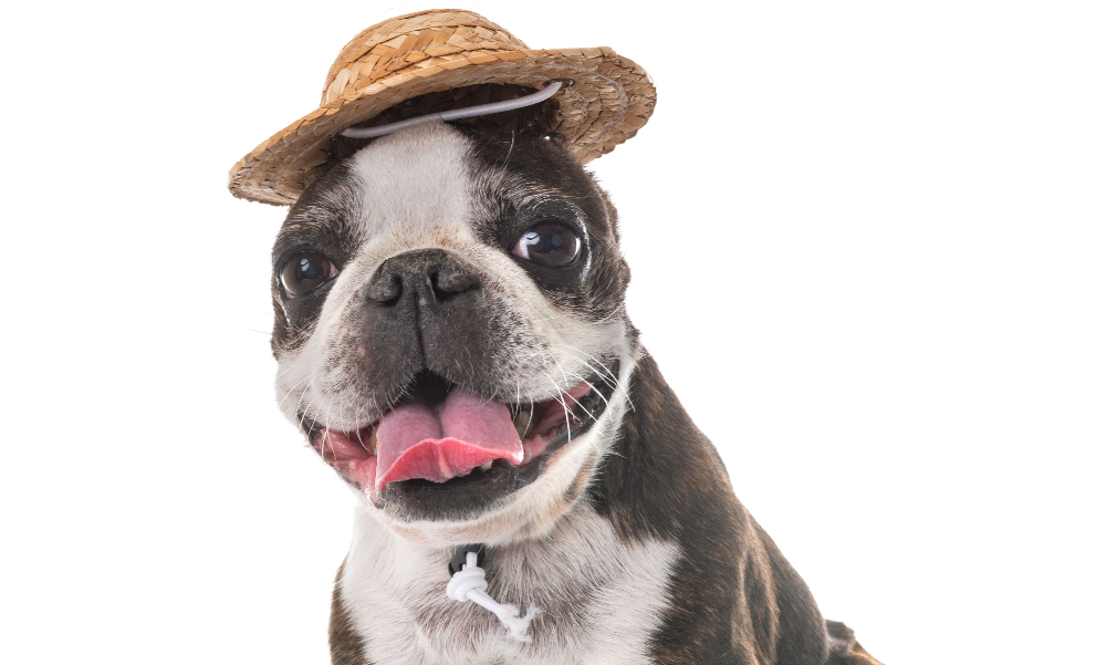 [guia de raça] - boston-terrier- Temperamento]