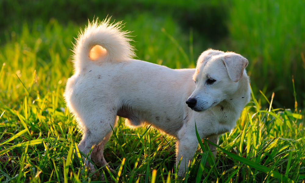 [guia de raça]- cão-de-canaã -carrossel dicas]
