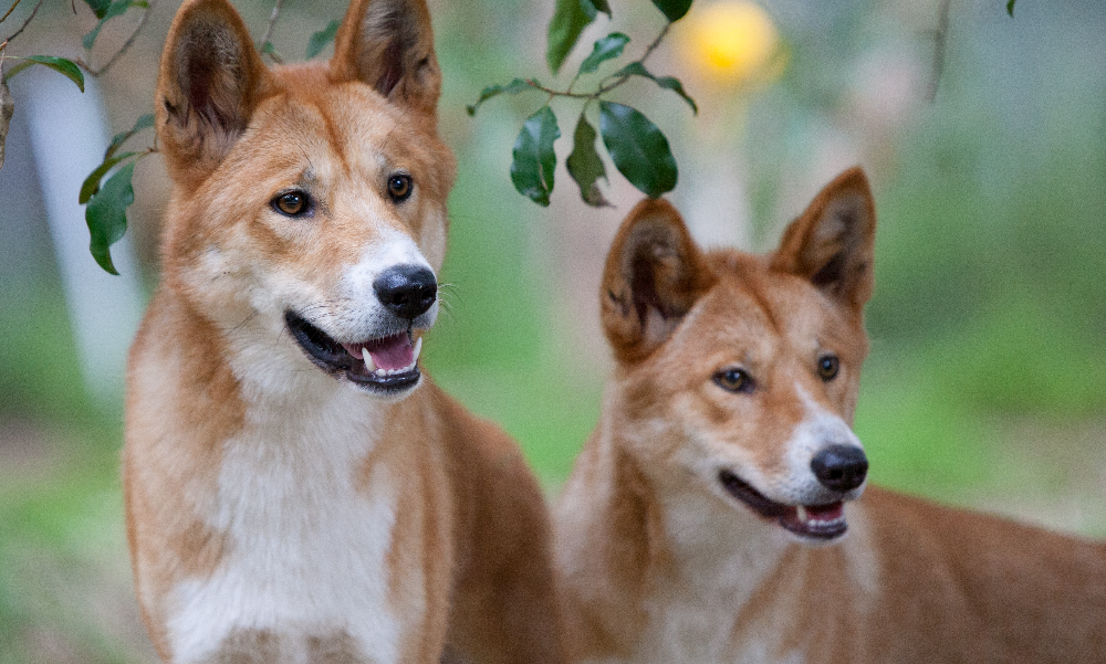 [guia de raça] - cão-de-canaã- tipo de pelagem]
