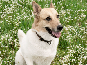[guia de raça] - cão-de-canaã- Temperamento]