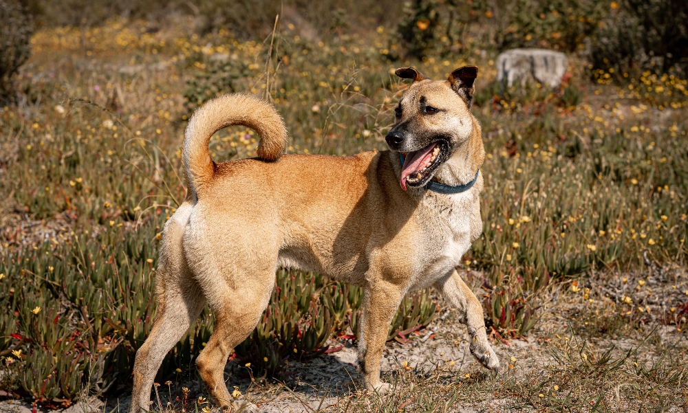 [guia de raça] - cão-de-canaã- problemas de saúde] 