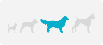 [guia de raça] - cão-de-canaã  - tamanho]