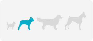 [guia de raça] - basenji  - tamanho]