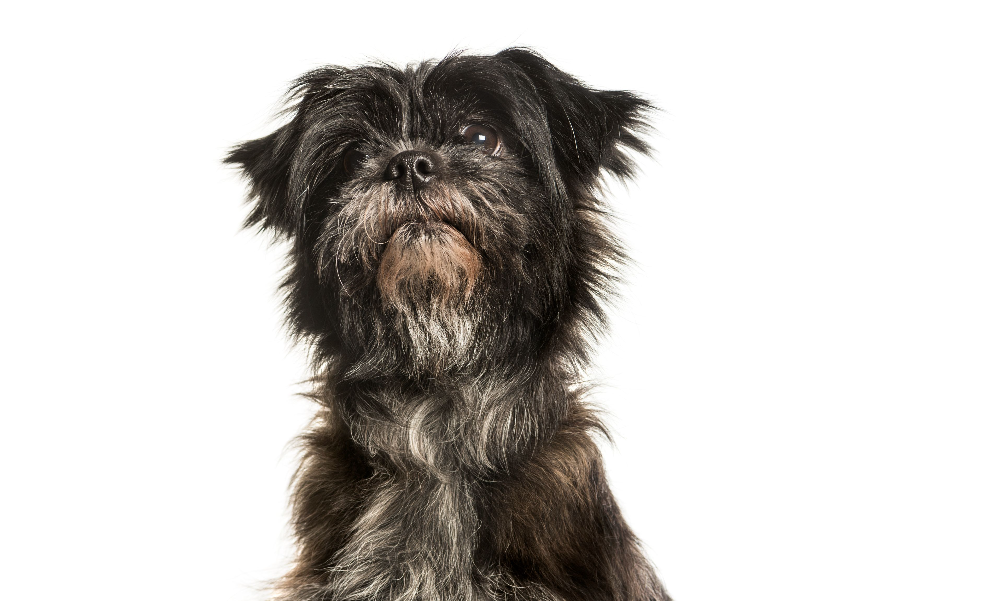 [guia de raça] - affenpinscher- tipo de pelagem]