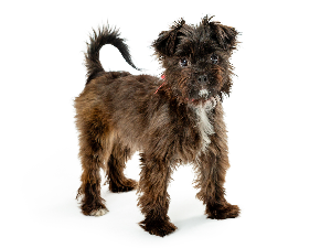 [guia de raça]- affenpinscher -carrossel dicas]