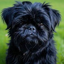 [guia de raça] - affenpinscher - card dentro do guia de raça]