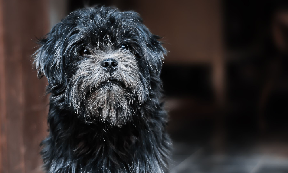 [guia de raça] - affenpinscher- Temperamento]