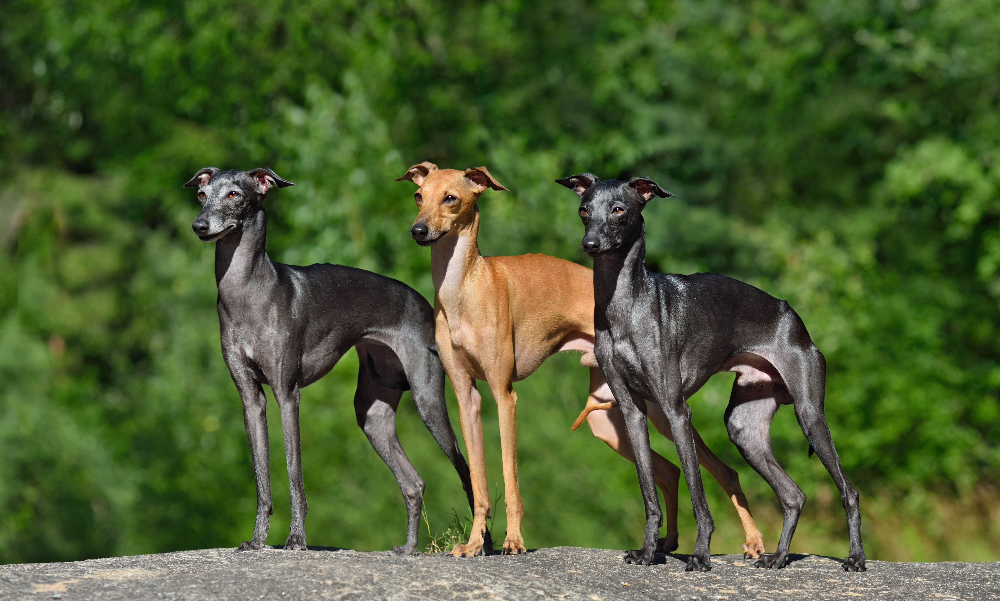 [guia de raça] - galgo-italiano- tipo de pelagem]