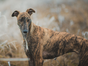 [guia de raça]- galgo-italiano -carrossel dicas]