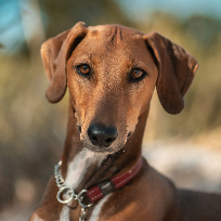 [guia de raça] - galgo-italiano - card dentro do guia de raça]