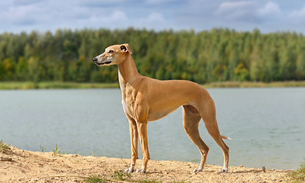 [guia de raça] - galgo-italiano- problemas de saúde] 