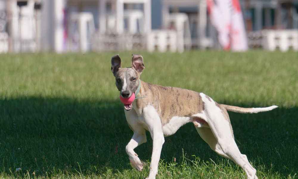 [guia de raça] - galgo-italiano- Temperamento]