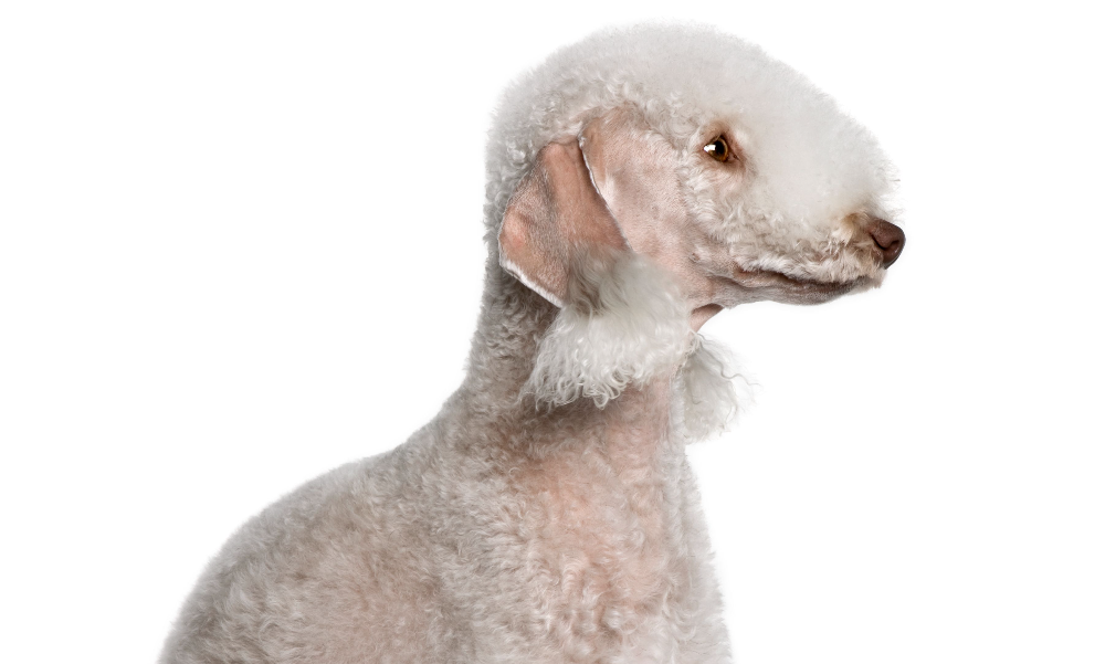 [guia de raça] - bedlington-terrier- tipo de pelagem]
