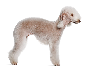 [guia de raça]- bedlington-terrier -carrossel dicas]
