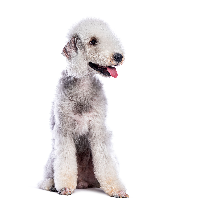 [guia de raça] - bedlington-terrier - card dentro do guia de raça]