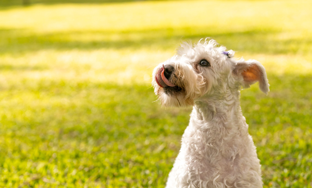 [guia de raça] - bedlington-terrier- problemas de saúde] 