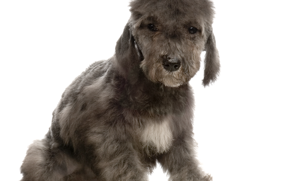 [guia de raça] - bedlington-terrier- Temperamento]